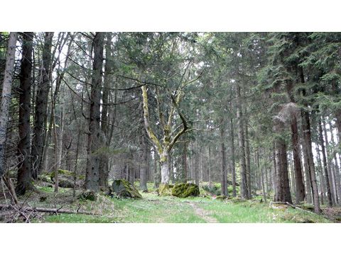 Foto 39